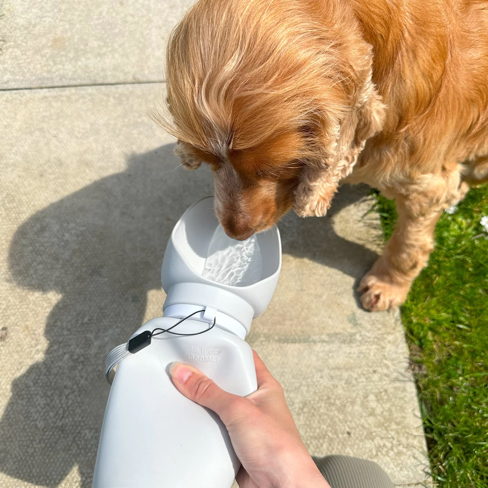 Portable Water Bottle for Dogs & Cats — Hydration On The Go